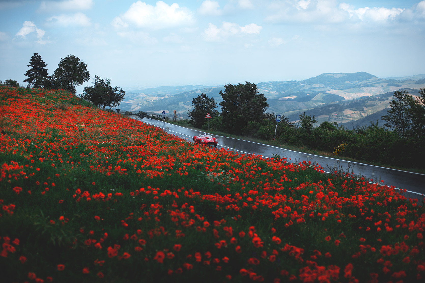 A Ferrari 250 Testa Rossa passing throught a red flower hill at Modena 100 Ore